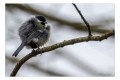 Mésange charbonnière